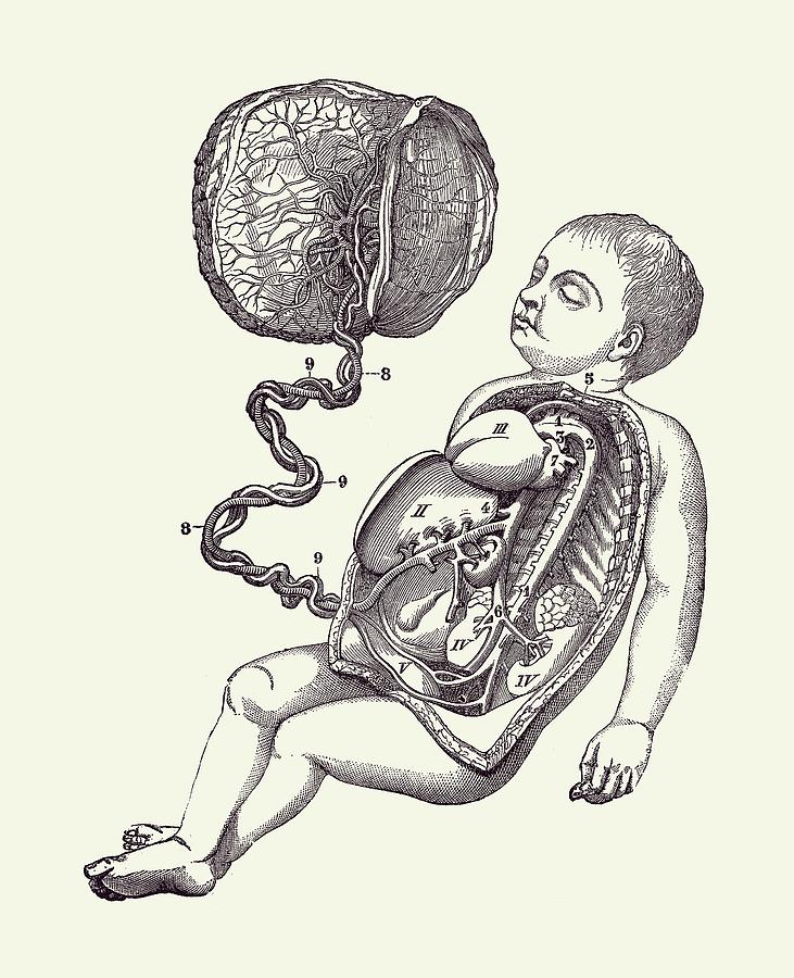 Baby and Placenta - Gut Diagram - Anatomy Print 2 Drawing by Vintage Anatomy Prints