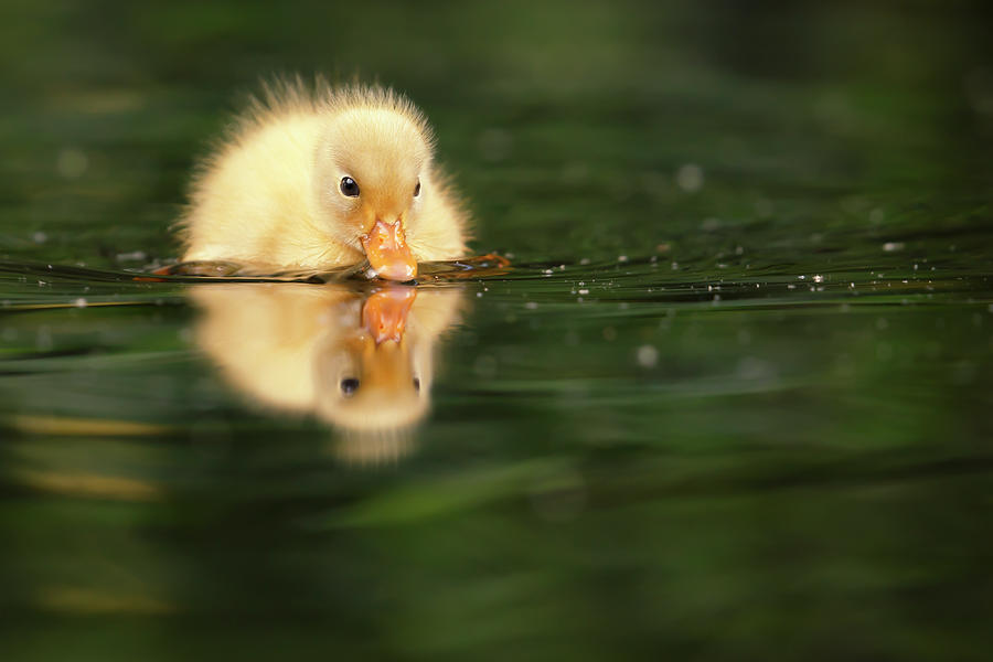 Duck Photograph - Baby animal series - Narcissus the Yellow Duckling by Roeselien Raimond
