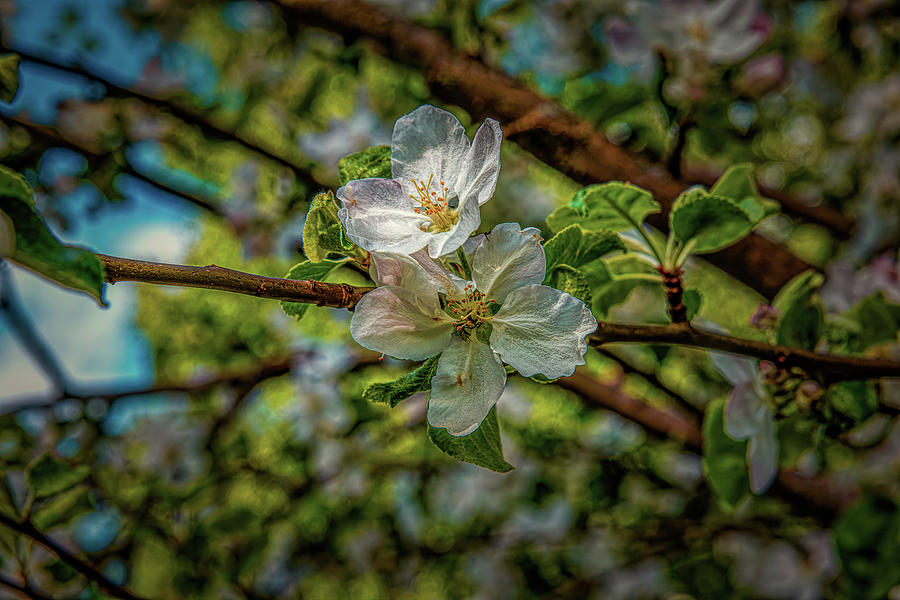 Baby apples #m6 Photograph by Leif Sohlman