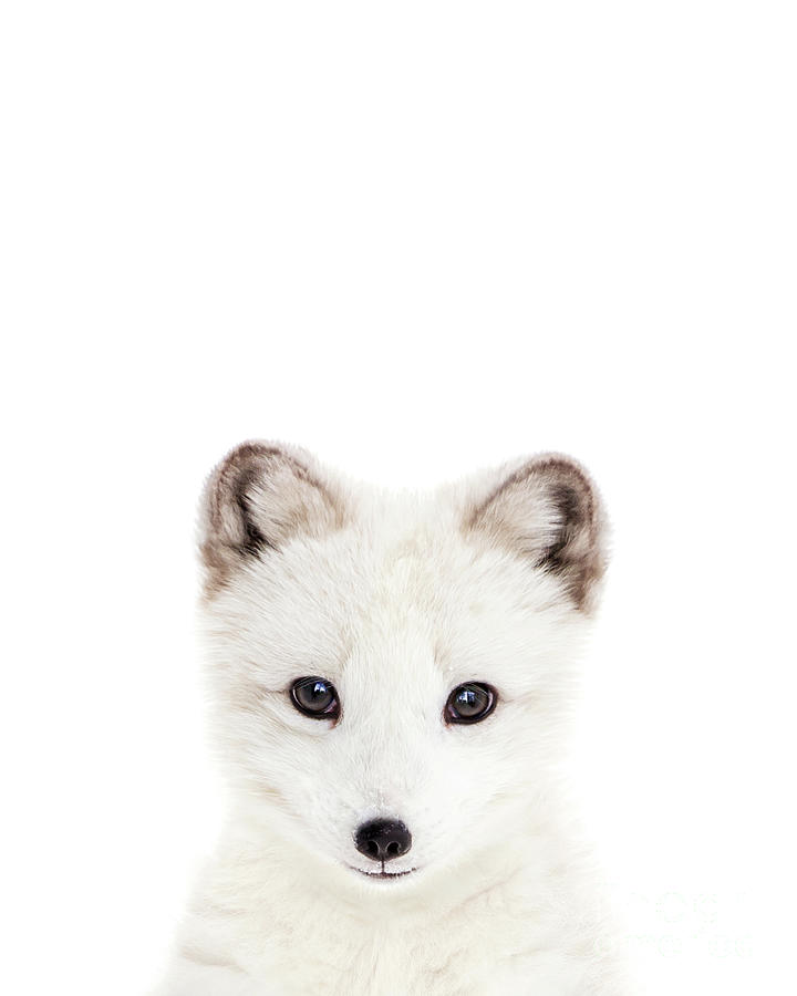 baby arctic fox clipart