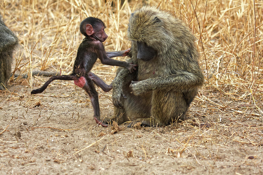 Baby Baboon Climbing on Mom Photograph by Sally Weigand | Fine Art America