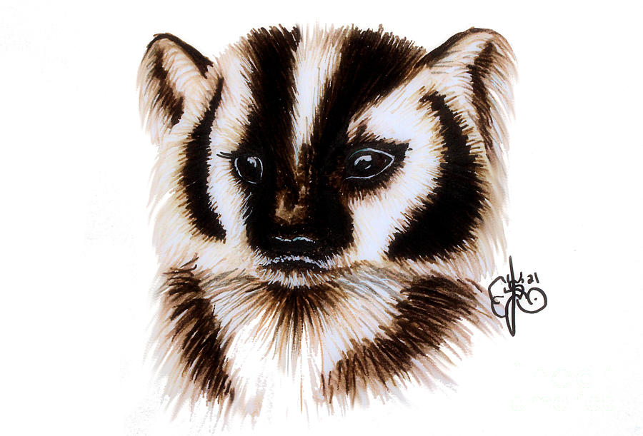 Baby Badger Drawing by Scarlett Royale