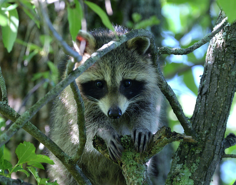 Baby Bandit-Raccoon Photograph by David Porteus - Fine Art America