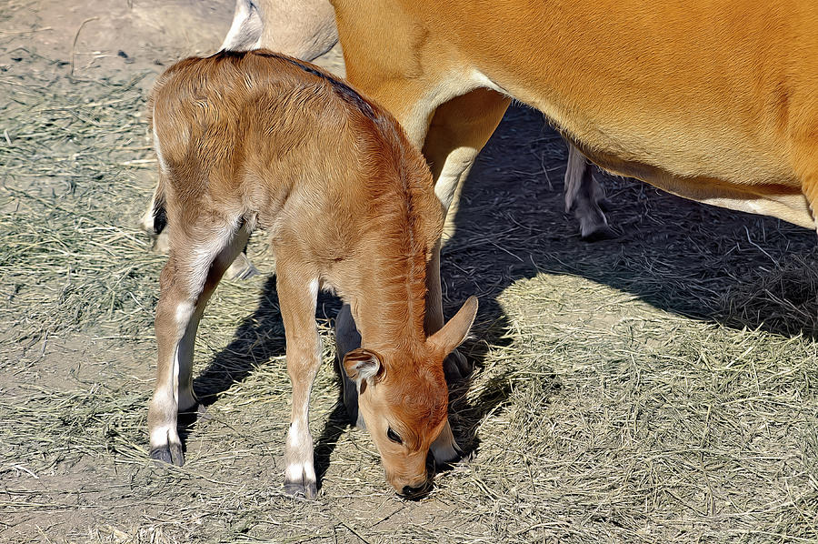 Baby Banteng by PAUL COCO Baby Banteng by PAUL COCO