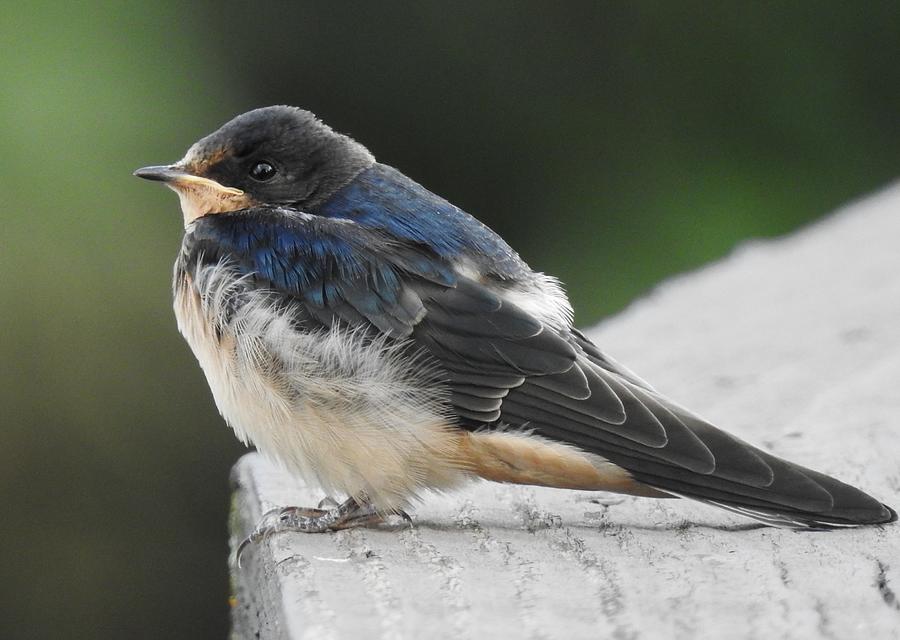 Baby barn swallow Photograph by Athol KLIEVE - Fine Art America