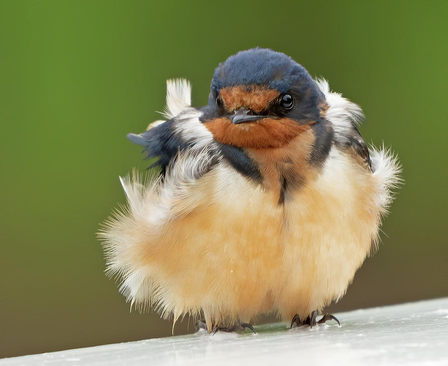 Baby Barn Swallow Photograph by Jack Nevitt