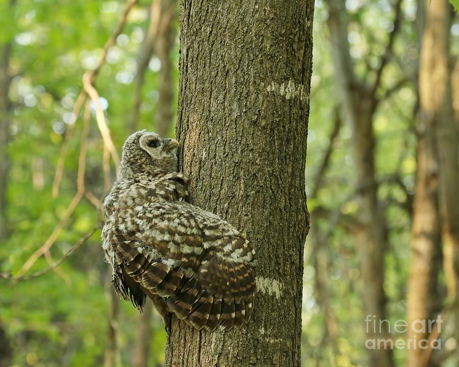 Baby barred climbs a tree  Photograph by Heather King