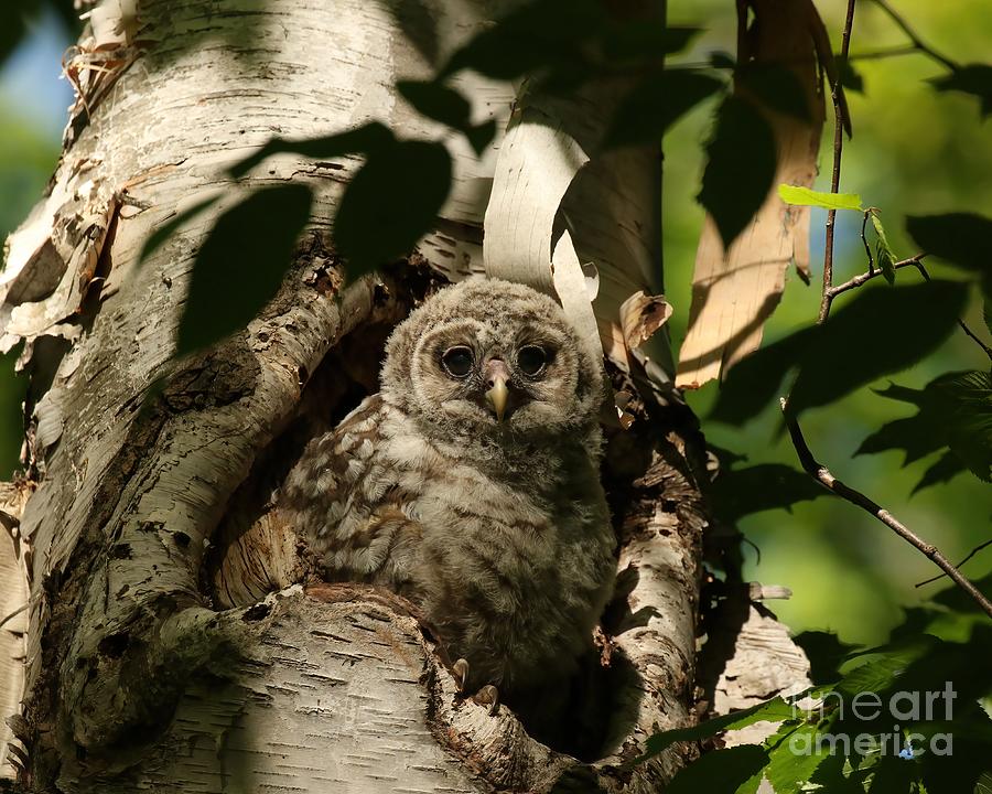 Baby barred owl Camouflage Photograph by Heather King