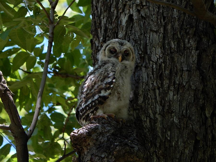 Nature Photograph - Baby Barred Owl by Ella Char