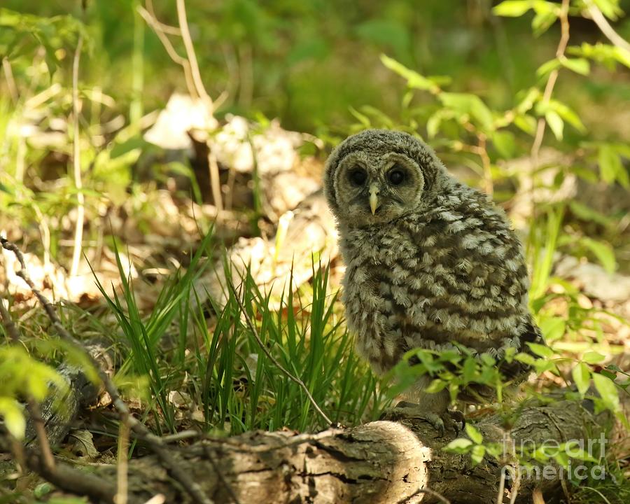Baby barred owl first time on earth Photograph by Heather King