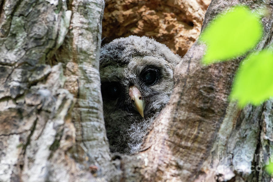 Baby Barred Owl Nesting in Tree Trunk Photograph by Carol Toepke - Fine ...