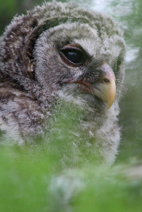 Baby Barred Owl Photograph by Sandy Zanko - Fine Art America