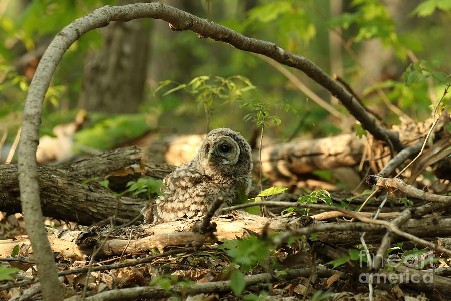 Baby barred owlet on forest floor Photograph by Heather King