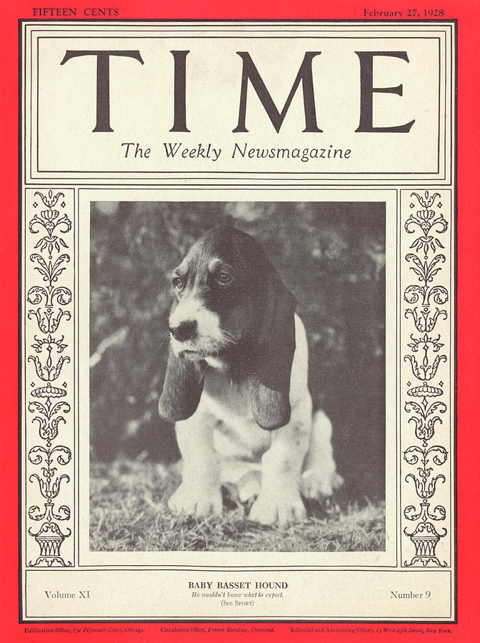 Baby Basset Hound - 1928 Photograph by No Credit