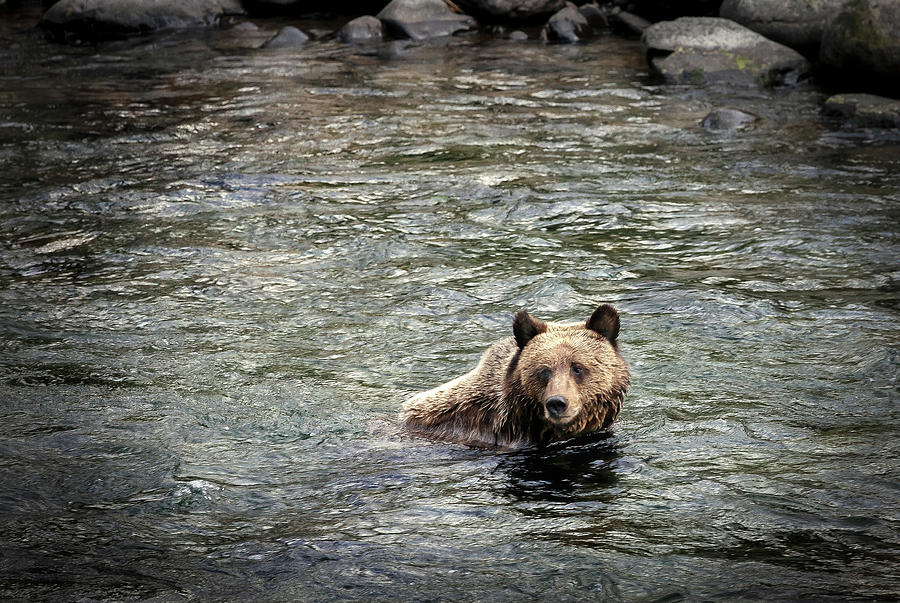 Baby Bear Photograph by Craig J Satterlee