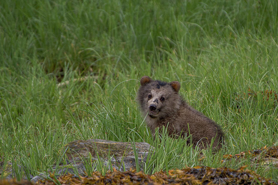 Baby Bear Photograph by Canadart - Baby Bear Photograph by Canadart -