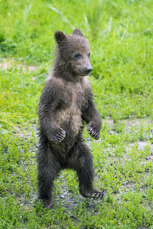 Baby Bear Photograph by Mark Kostich | Fine Art America