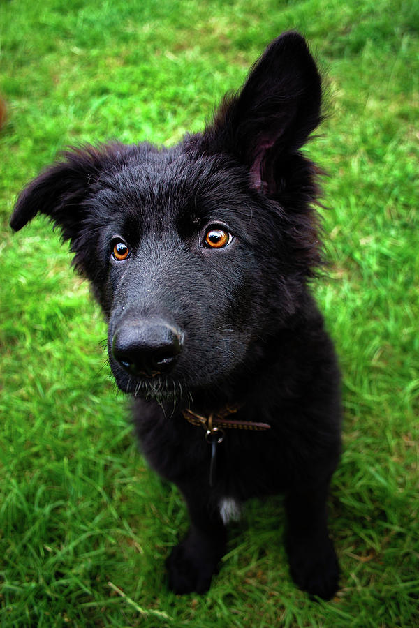 Baby Bear- Shutford, England Photograph by Brian Anderson Baby Bear- Shutford, England Photograph by Brian Anderson