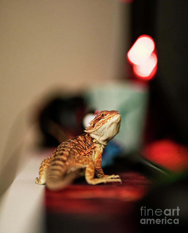 Baby bearded dragon on my desk Photograph by Mendelex Photography