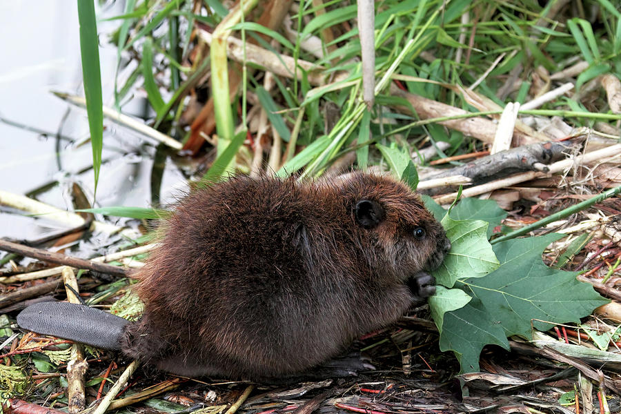 Baby Beaver Eating a Maple Leaf Photograph by Peggy Collins