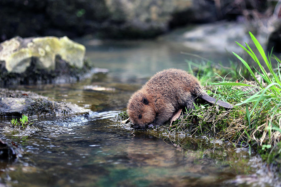 Baby Beaver  Photograph by William Rainey