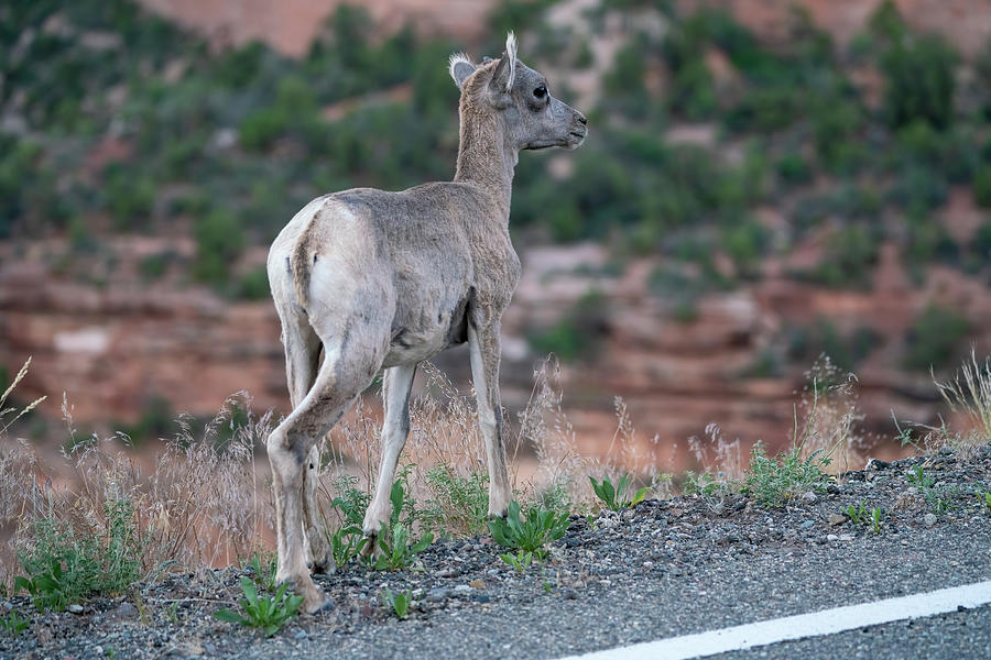 Baby Bighorn By The Road Photograph