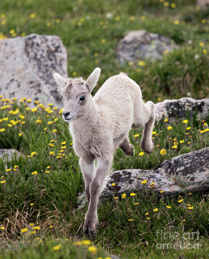 Baby Bighorn Sheep frolicking on Mount Evans Colorado Photograph by Steven Krull