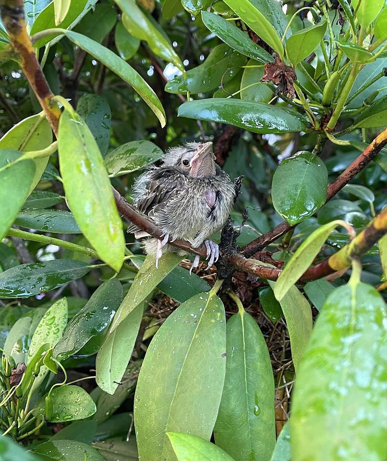 Baby Bird Photograph by Christine Nentwig - Fine Art America