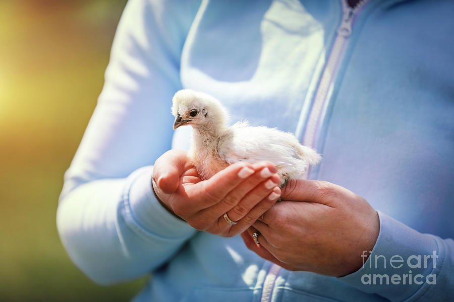 Baby bird hold in woman hands Photograph by Michal Bednarek