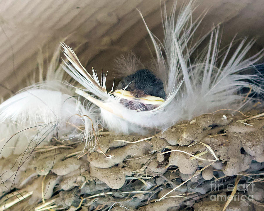 Baby Bird Photograph by Shirley Dutchkowski