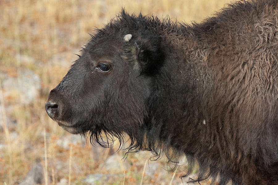 Baby Bison 2, Yellowstone National Park, Wyoming Photograph by Ram Vasudev