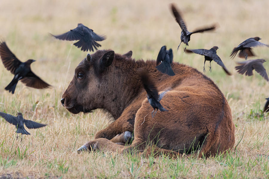 Baby Bison and Birds Photograph by Mary Hone