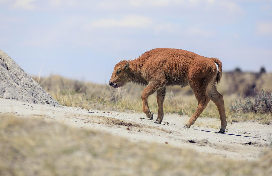 Baby Bison Journey Photograph by Dan Sproul