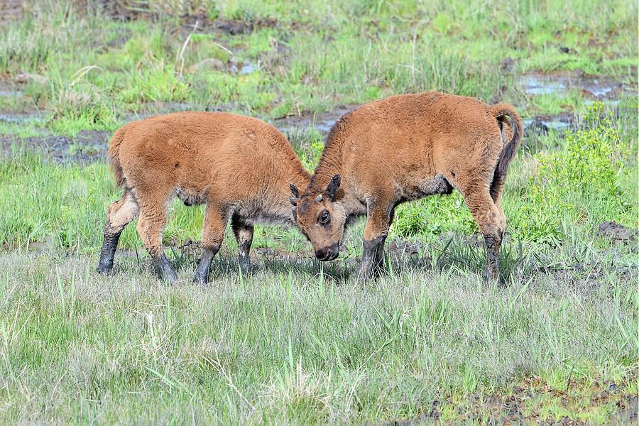 Baby Bison Play Photograph by Fon Denton