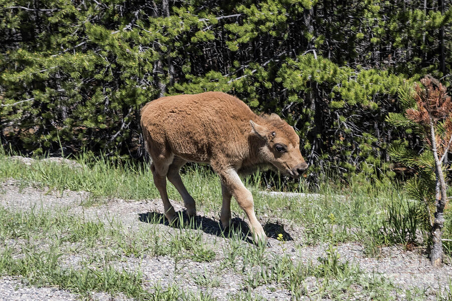Baby Bison Photograph by Suzanne Luft