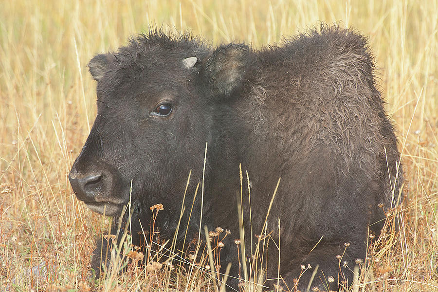Baby Bison, Yellowstone National Park, Wyoming Photograph by Ram Vasudev