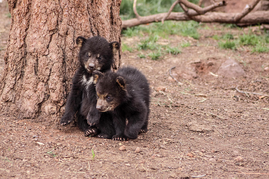 Baby Black Bears, Arizona Photograph by Dawn Richards