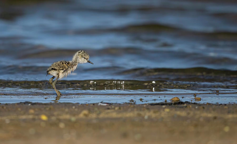 Baby Black Stilt Photograph By Jean-luc Baron - Fine Art America