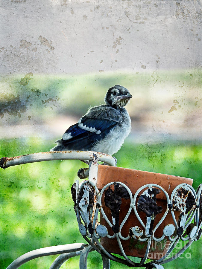 Baby Blue Bird Photograph by Ella Kaye Dickey