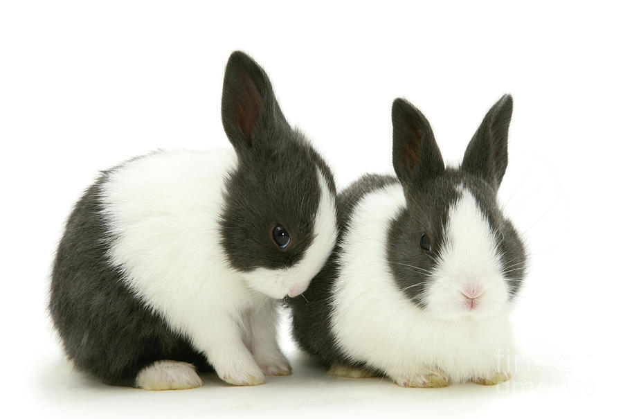 Baby blue Dutch rabbits, 3 weeks old Photograph by Warren Photographic