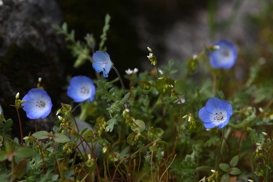 Baby Blue Eyes Photograph By Summer Vance