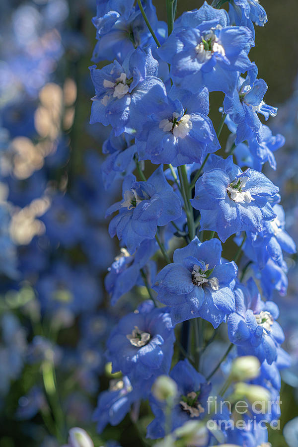 Baby Blue Flowers Photograph by Stephen McCabe - Fine Art America