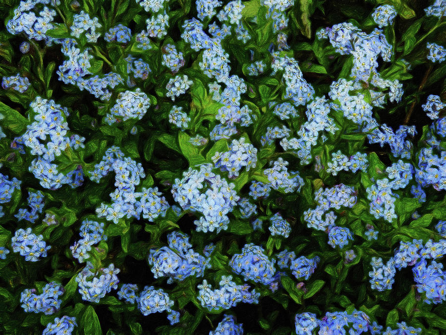 Baby Blue Forget Me Nots Photograph by Leslie Montgomery