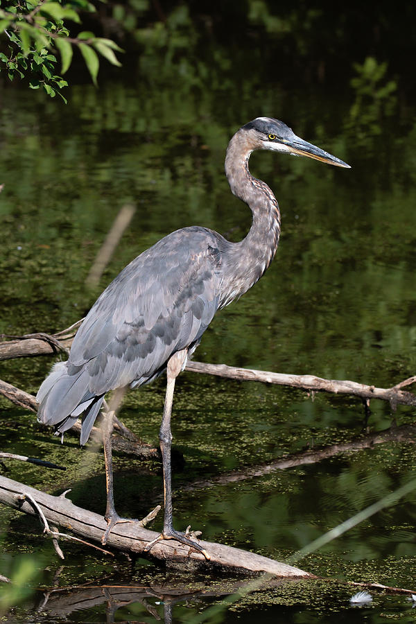 Baby Blue Heron 2022 01 Photograph by Judy Tomlinson - Fine Art America