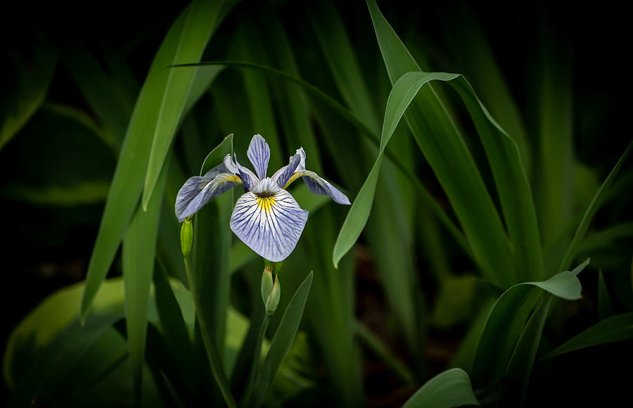 Iris Photograph - Baby Blue by Maggie Terlecki