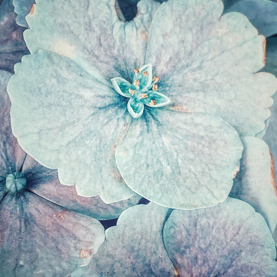 Baby Blue Petals Photograph by Bonnie Bruno Baby Blue Petals Photograph by Bonnie Bruno