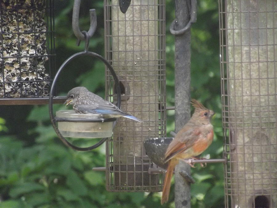 Baby Bluebird and Cardinal Photograph by Becki LaPorte - Fine Art America