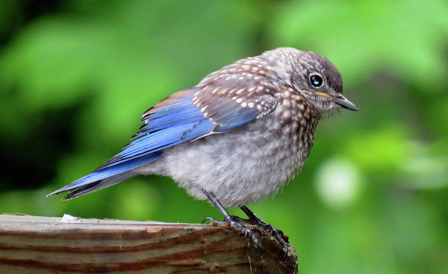 Baby Bluebird Photograph by Joshua Bales