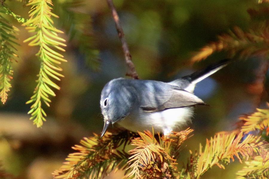 Baby Bluebird Resting In An Evergreen Tree Photograph by Philip And Robbie Bracco