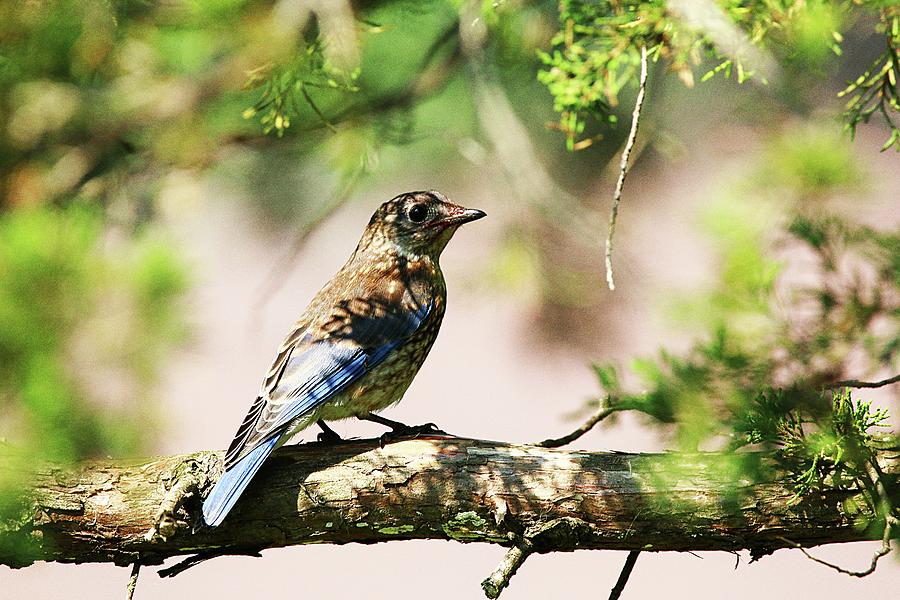 Baby Bluebird Taking On His Colors Photograph By David White 